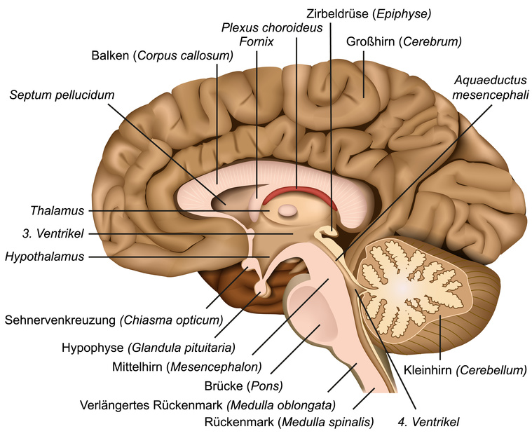 Querschnitt durch das menschliche Gehirn, im Zentrum die Zirbeldrüse